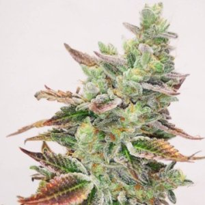 High-quality medical seeds for sale for all types of growing environment