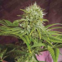 High-quality medical seeds for sale for all types of growing environment